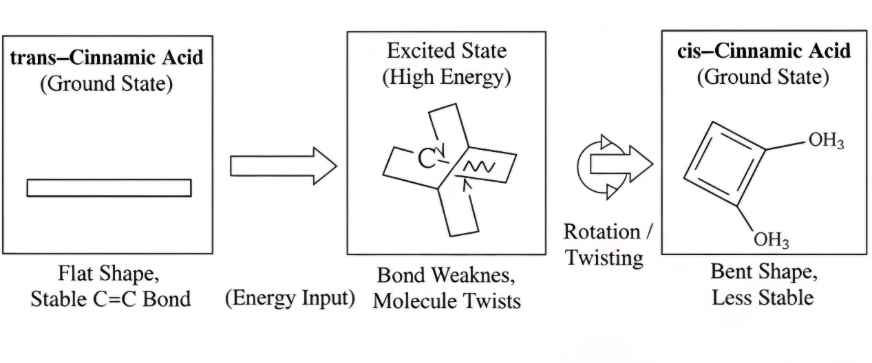 Photoisomerization reaction: trans-cinnamic acid to cis-cinnamic acid under UV light